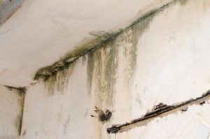 Symptoms of a Wet Basement Decatur GA