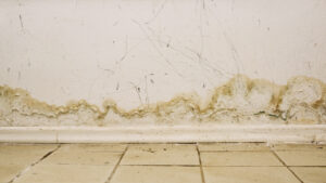 Big wet spots and cracks and black mold on the wall near the floor